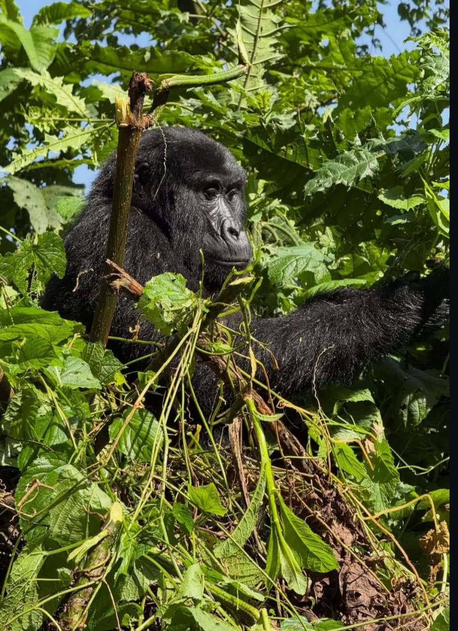 Mountain Gorillas
