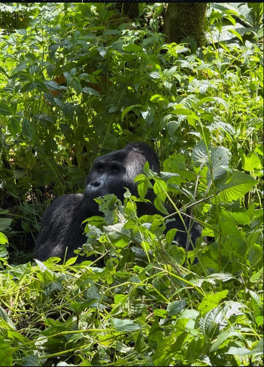 Bwindi