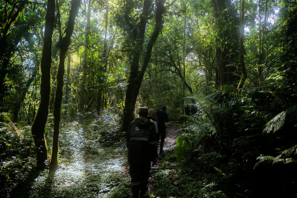 Bwindi